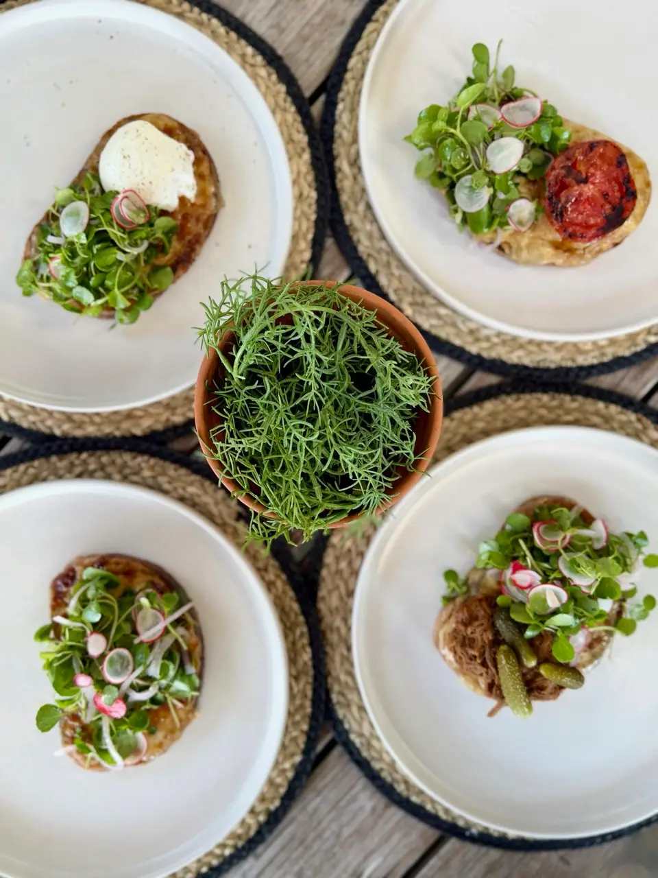 Four plates with fresh seasonal dishes featuring greens, radishes, and grilled tomato around a potted herb on a rustic wooden table