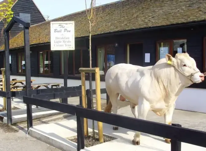 White bull standing near outdoor seating area of a countryside farm restaurant